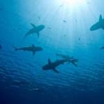 shark_finning_eu_1211