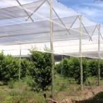 aran-