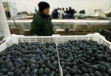 Arándanos en gráficos: mayores volúmenes en los mercados derivan en bajas de precios