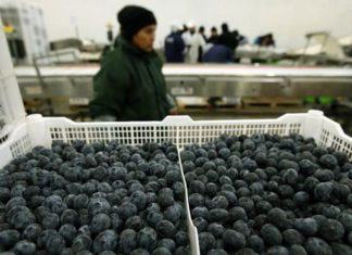 Arándanos en gráficos: mayores volúmenes en los mercados derivan en bajas de precios