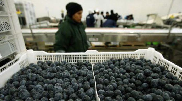 Arándanos en gráficos: mayores volúmenes en los mercados derivan en bajas de precios