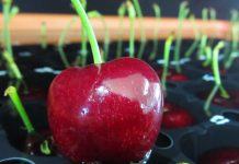 Vacuna que protege a las cerezas del cracking por las lluvias