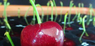 Vacuna que protege a las cerezas del cracking por las lluvias