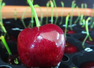 Vacuna que protege a las cerezas del cracking por las lluvias