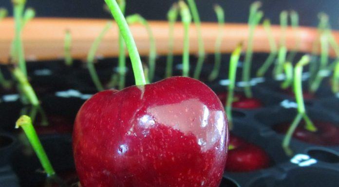 Vacuna que protege a las cerezas del cracking por las lluvias