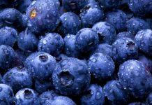 Exportaciones de arándanos en Chile podrían aumentar en un 4% en la temporada 2019/20