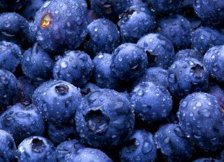 Exportaciones de arándanos en Chile podrían aumentar en un 4% en la temporada 2019/20