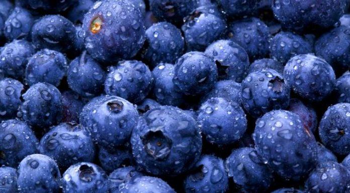 Exportaciones de arándanos en Chile podrían aumentar en un 4% en la temporada 2019/20