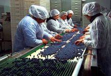 Importadora china recibe primeros arándanos peruanos