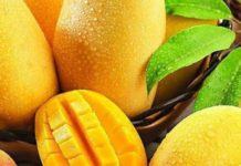 Mangos: Ecuador proyecta exportar más de 50 mil toneladas
