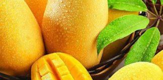 Mangos: Ecuador proyecta exportar más de 50 mil toneladas
