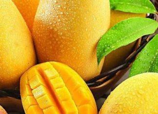 Mangos: Ecuador proyecta exportar más de 50 mil toneladas