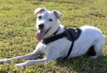 Detección de caninos. Asociación entre DHL Global Forwarding y MSA Security