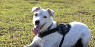 Detección de caninos. Asociación entre DHL Global Forwarding y MSA Security