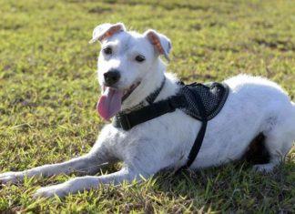 Detección de caninos. Asociación entre DHL Global Forwarding y MSA Security