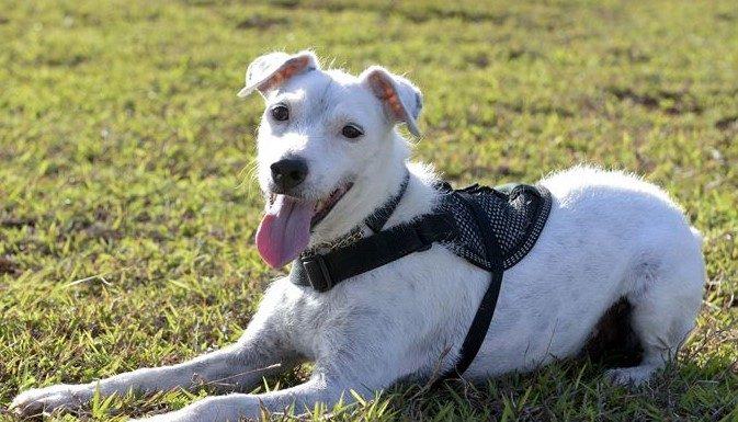 Detección de caninos. Asociación entre DHL Global Forwarding y MSA Security