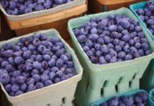 Llegó a China el primer embarque de arándanos de Uruguay