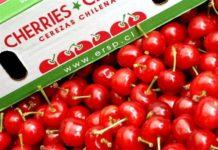 Chile: Comité de Cerezas estima un crecimiento de 16,7% en el volumen exportado