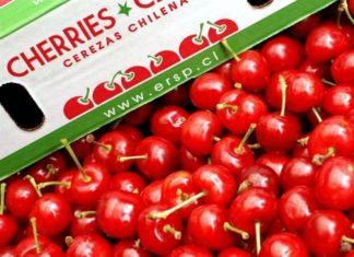 Chile: Comité de Cerezas estima un crecimiento de 16,7% en el volumen exportado