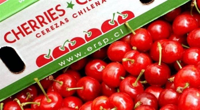 Chile: Comité de Cerezas estima un crecimiento de 16,7% en el volumen exportado