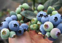 Comienzo tardío, pero más arándanos orgánicos desde México
