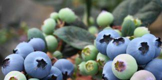 Embarques de arándanos chilenos hacia el Lejano Oriente crecieron un 31% esta temporada