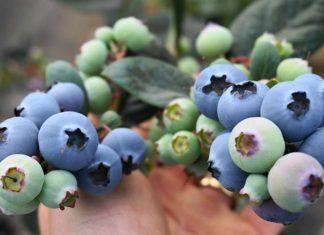 Embarques de arándanos chilenos hacia el Lejano Oriente crecieron un 31% esta temporada