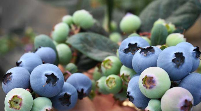Comienzo tardío, pero más arándanos orgánicos desde México