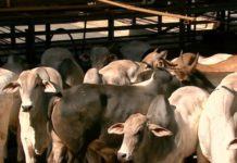 Exportação de carne bovina em janeiro alcança 117 mil toneladas