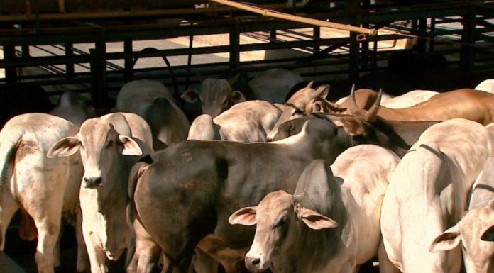 Exportação de carne bovina em janeiro alcança 117 mil toneladas