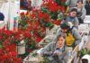 Coronavirus causa pérdidas del 60% a productores de flores de Ecuador