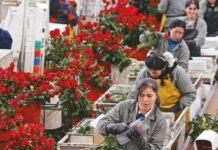 Coronavirus causa pérdidas del 60% a productores de flores de Ecuador