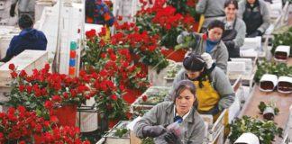 Coronavirus causa pérdidas del 60% a productores de flores de Ecuador