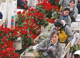 Coronavirus causa pérdidas del 60% a productores de flores de Ecuador
