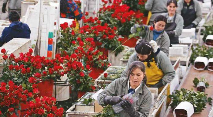 Coronavirus causa pérdidas del 60% a productores de flores de Ecuador