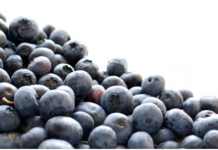 Industria de arándanos en Argentina preocupada por la posible falta de capacidad