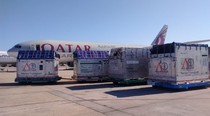 Se inicia la temporada de embarques de caballos desde Argentina a Europa
