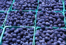 Perú espera un fuerte incremento en las exportaciones de arándanos esta temporada