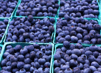 Perú espera un fuerte incremento en las exportaciones de arándanos esta temporada