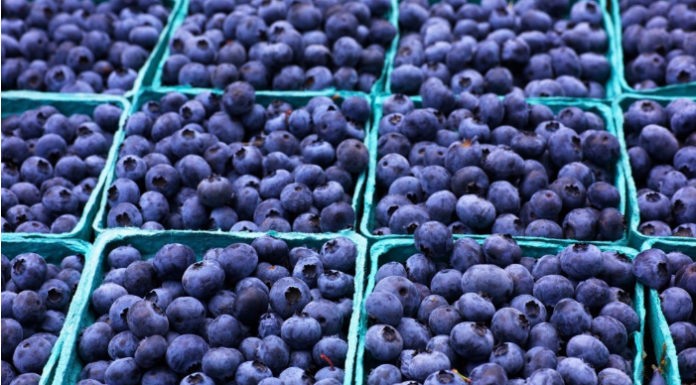 Perú espera un fuerte incremento en las exportaciones de arándanos esta temporada