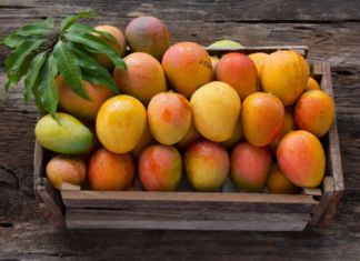 Dachser México Mantiene las Exportaciones del Mango a Europa