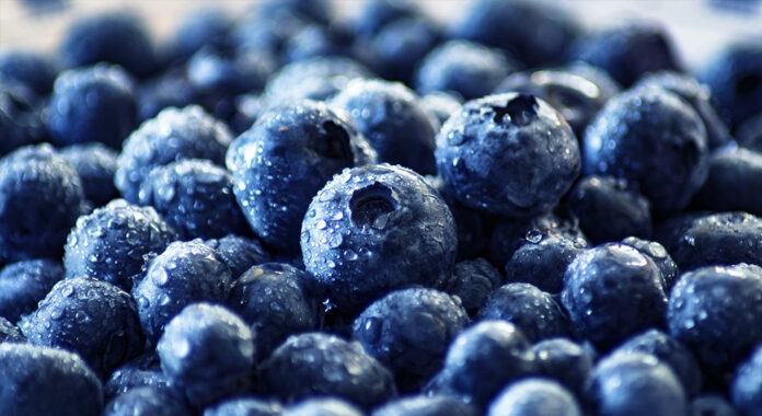 Chile en la antesala de una buena temporada de arándanos 2020/2021