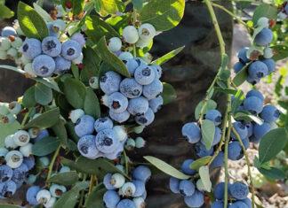 Arándanos: Panorama y perspectivas de la industria y exportaciones peruanas