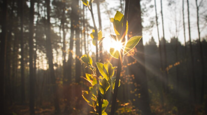 La preparación de la industria de la carga aérea para el transporte de la vacuna Covid-19 sigue mejorando