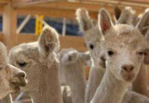 Aerosan coordinó el envío de alpacas a China