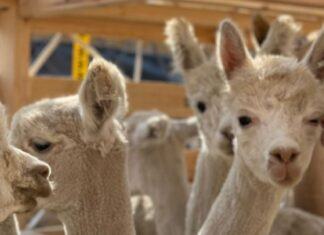 Aerosan coordinó el envío de alpacas a China
