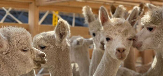 Aerosan coordinó el envío de alpacas a China