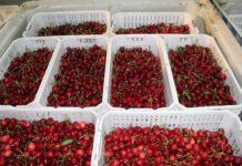 LATAM Cargo logra récord en el transporte de cerezas desde Chile