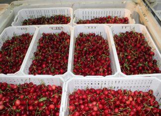 LATAM Cargo logra récord en el transporte de cerezas desde Chile