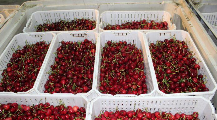 LATAM Cargo logra récord en el transporte de cerezas desde Chile